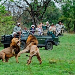 Wildlife Cruise